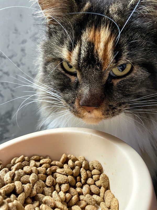 Combien de gramme de croquette pour un chat stérilisé ? nos conseils