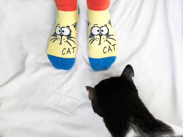 Quels sont les types de chaussettes pour chat à opter?