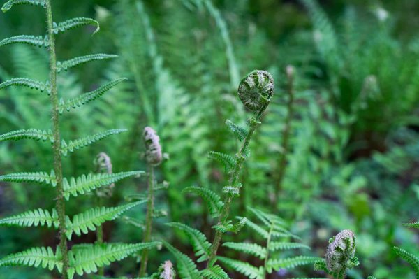 Quels sont les avantages de la création de micro-fermes urbaines sur les friches industrielles ?